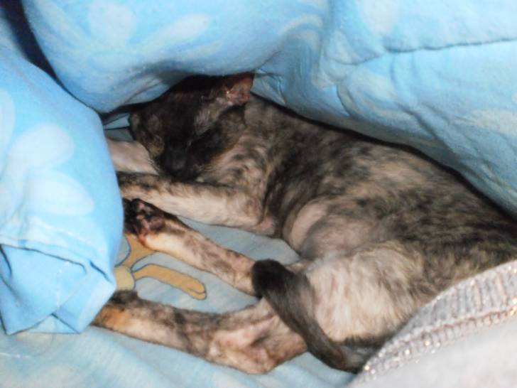 Nefer-titi - (2 ans)