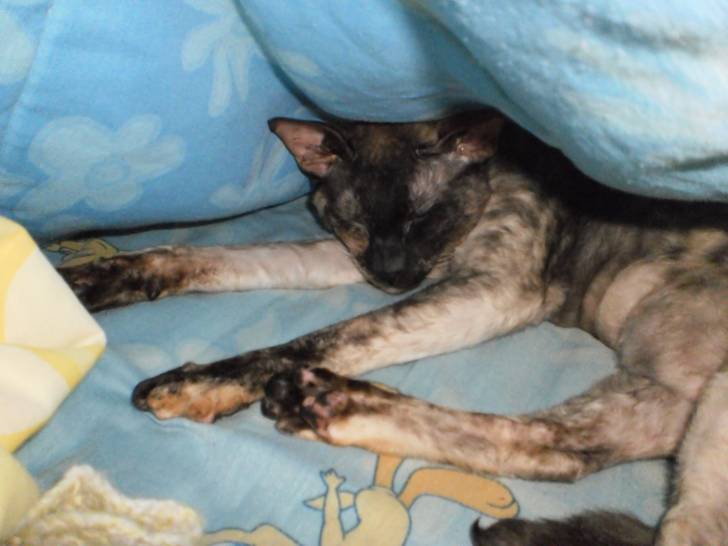 Nefer-titi - (2 ans)