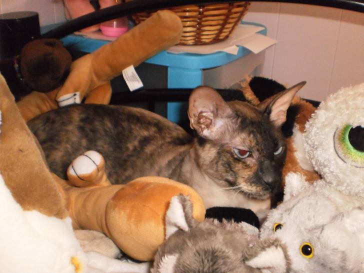 Nefer-titi - (2 ans)