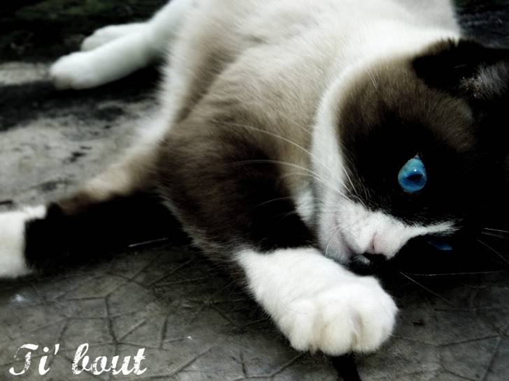 Ti'bout - Mâle (4 ans)
