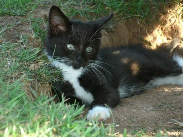 Wasya - Mâle (3 ans)