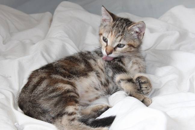 mini minette - (1 mois)