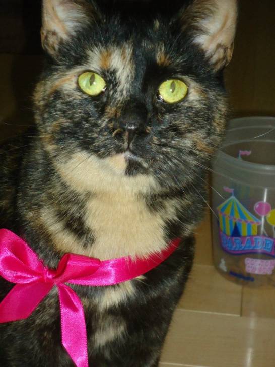 Chantrelle - (4 ans)