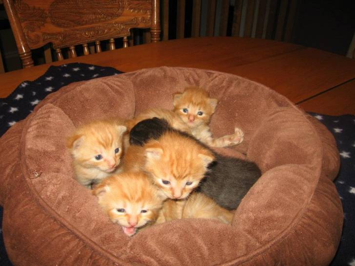 Pirate, Mocha, Blondin, Tommy, Calin - Mâle (1 mois)