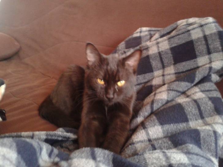 Kitty - (9 mois)