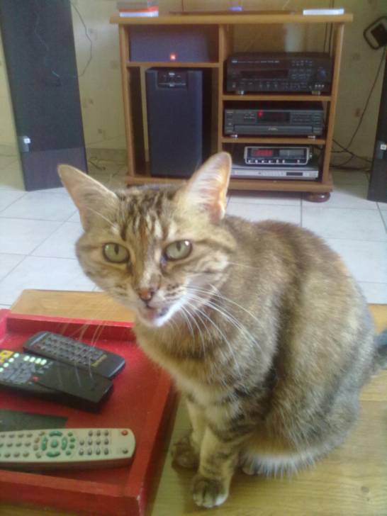 Crevette - (11 ans)