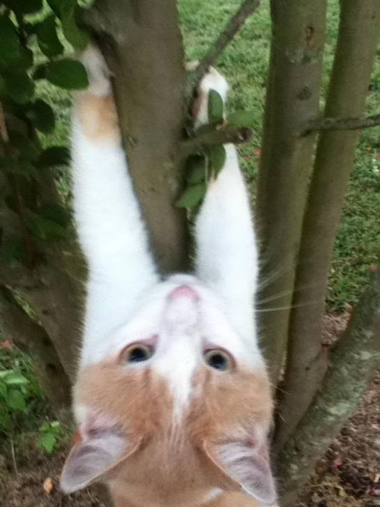 ginger aka gigi - Mâle (1 an)