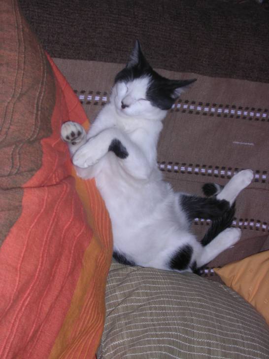 Figaro - Mâle (4 ans)