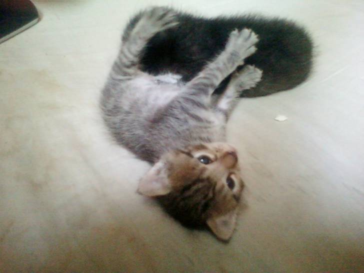 Prince y Negry - (4 mois)