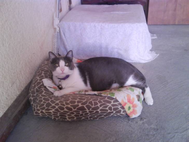 Mickey - Mâle (3 ans)