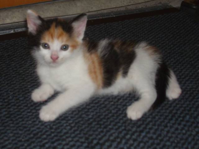 Meine Katze - (3 mois)