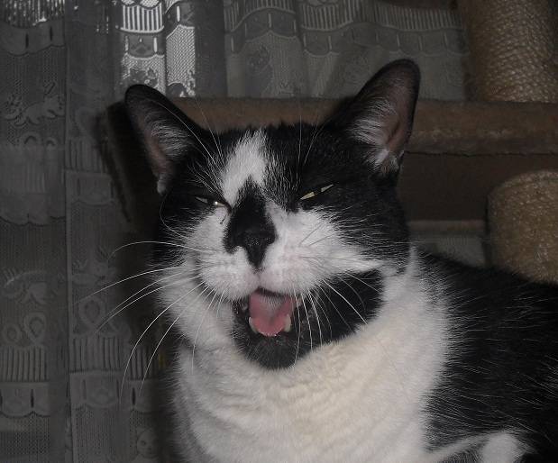 guizmo - Mâle (4 ans)