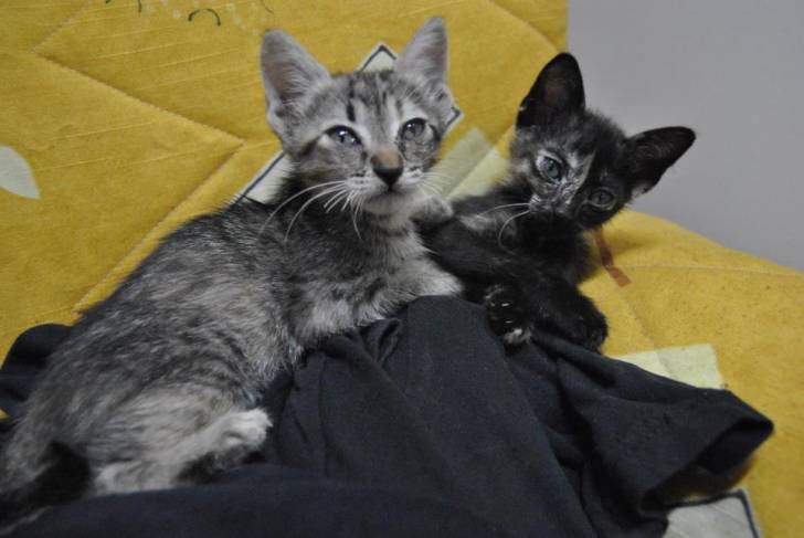 Gin y Nich - (3 mois)