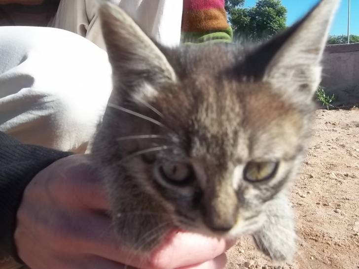 GATITO - Mâle (2 ans)