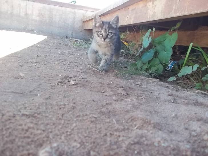 GATITO - Mâle (2 ans)