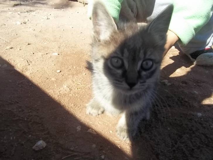GATITO - Mâle (2 ans)