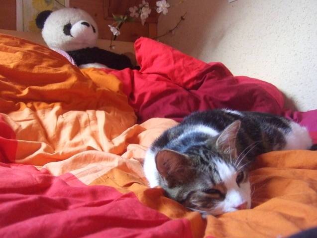 Tod - Mâle (2 ans)