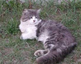 Flicka - (3 ans)