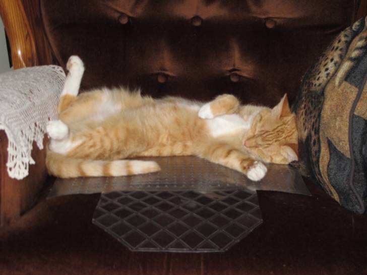 kitty - (2 ans)