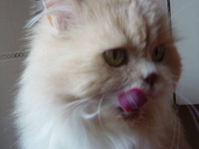 tito - Mâle (13 ans)