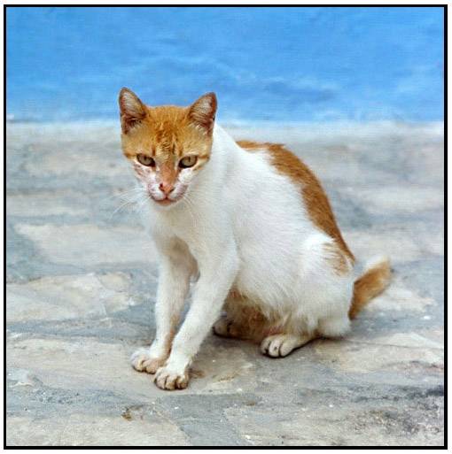 chat -