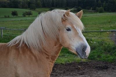 Nauti - Mâle (14 ans)