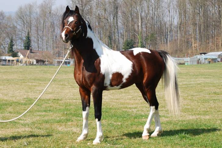 pinto hengst - Mâle (5 ans)