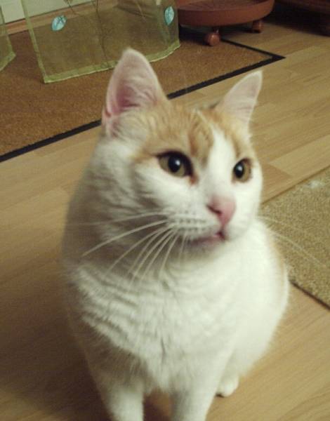 Ali Baba - Mâle (9 ans)