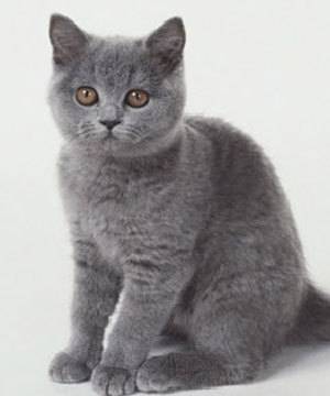 gati - (1 an)