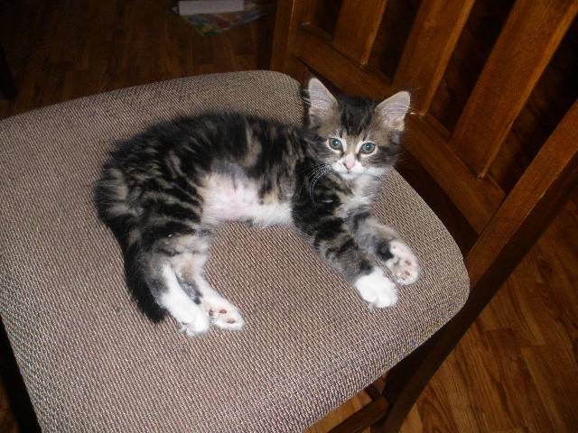 Juliet (Jewls) - (2 ans)