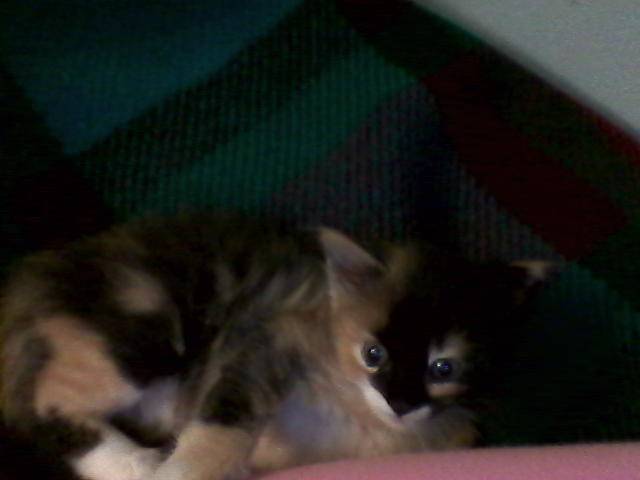 Chui - (1 mois)