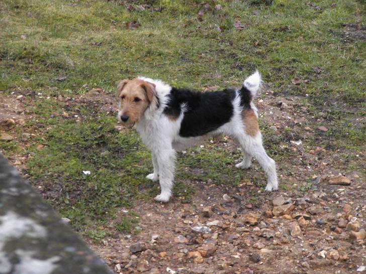 Ricky - Mâle (5 ans)