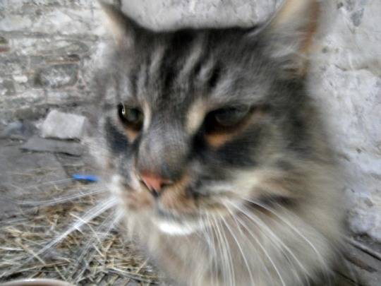 Pom - Mâle (11 ans)