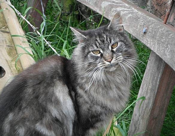 Pom - Mâle (11 ans)