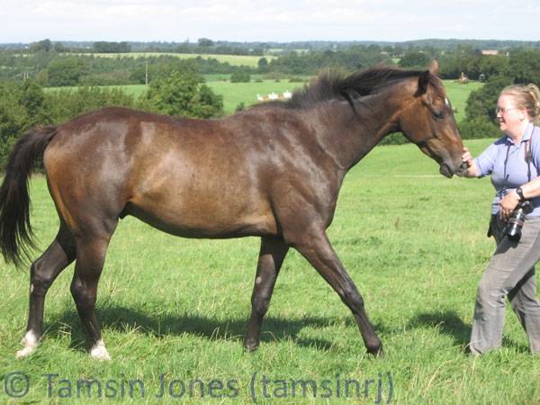 callisto - Mâle (2 ans)