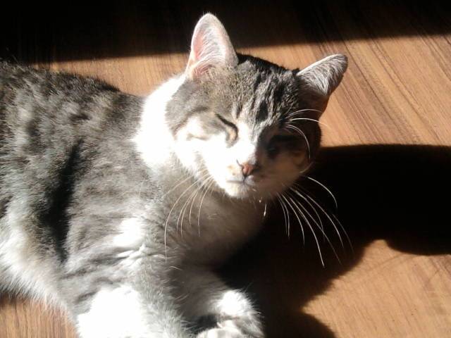 Jerry - Mâle (7 ans)