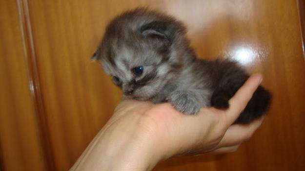 asia - (2 mois)