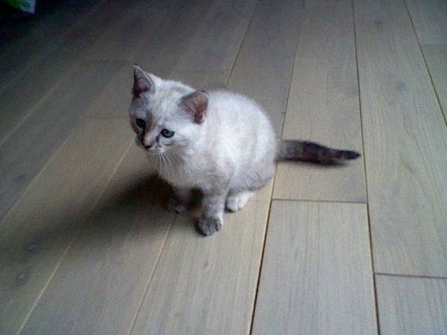 lily - (1 an)