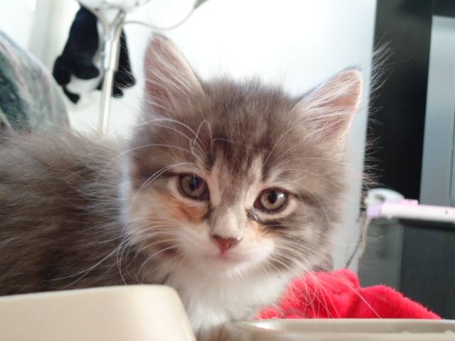 kiwi - (2 ans)