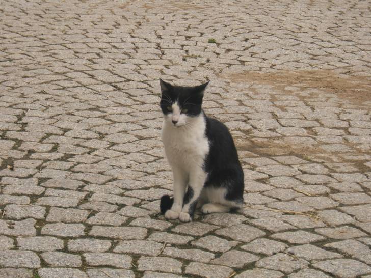 Moustache - Mâle (3 ans)