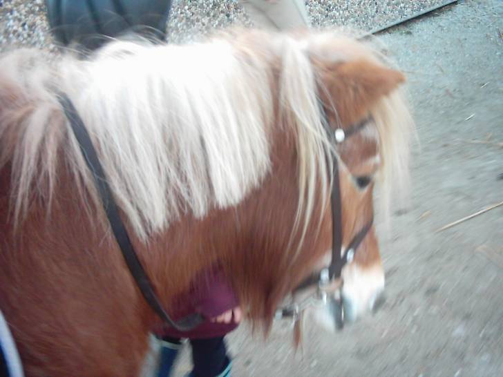 polly - (6 mois)