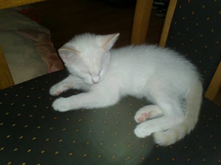 Lucky mon loulou - Mâle (3 mois)