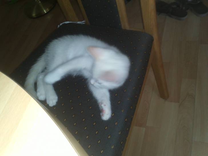 Lucky sur la chaise (2) - Mâle (3 mois)