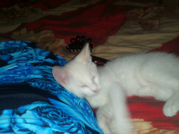 My cat Lucky - Mâle (3 mois)