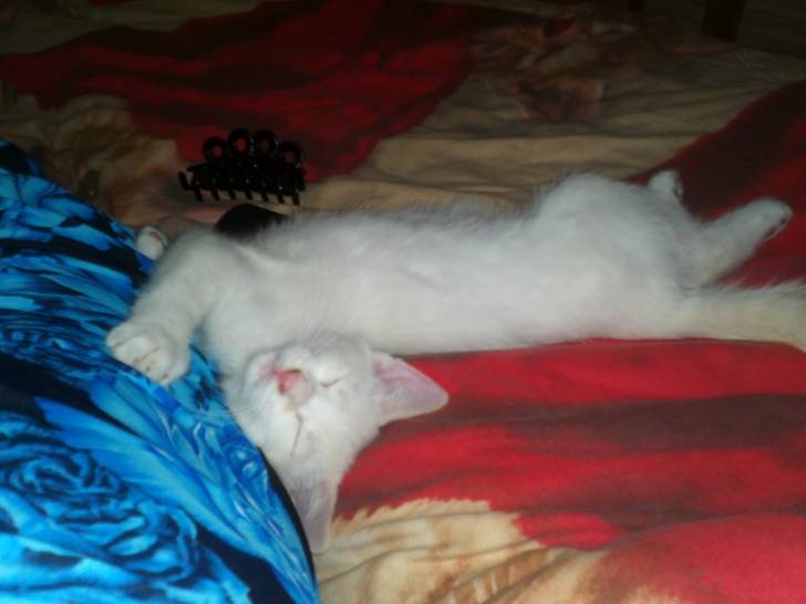 MDR Lucky! - Mâle (3 mois)