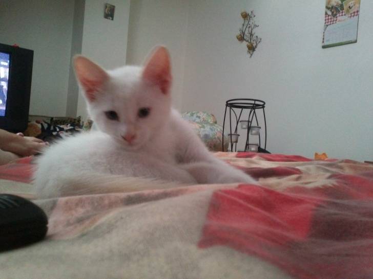 Lucky - Mâle (3 mois)