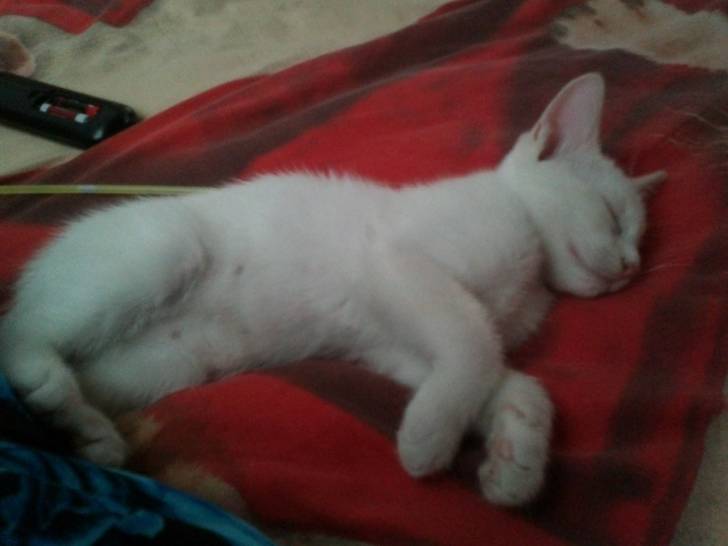 Lucky Lucky! - Mâle (3 mois)