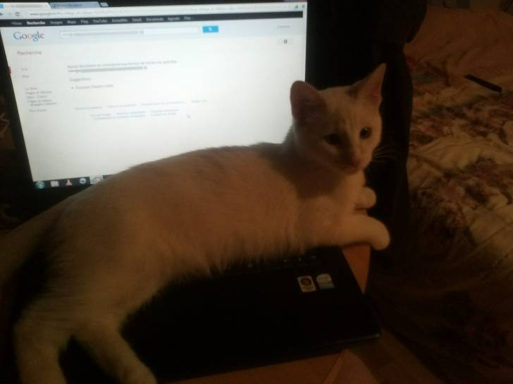 Non maitresse tu n'iras pas sur le PC! - Mâle (3 mois)