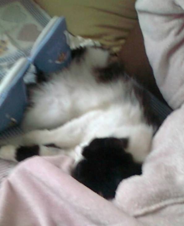 chanelle - (2 ans)