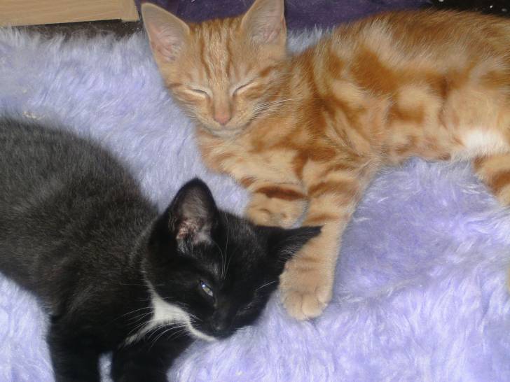Rusty+Shadow - Mâle (3 mois)